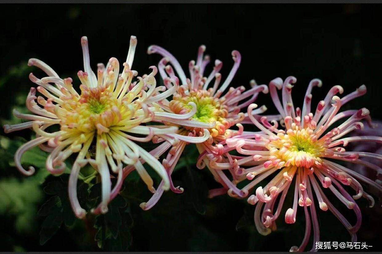 
岂非你们不明白吗|ayx官网