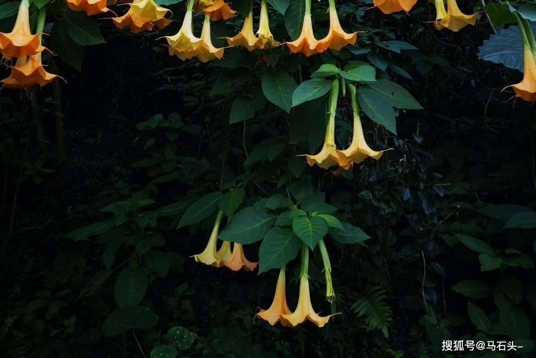 
岂非你们不明白吗|ayx官网(图5)