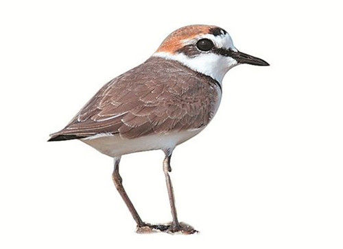 【情况掩护主题】高考英语作文想满分?55个黄金句型送给你【爱游戏(ayx)中国官方网站】(图4) 爱游戏(ayx)中国官方网站