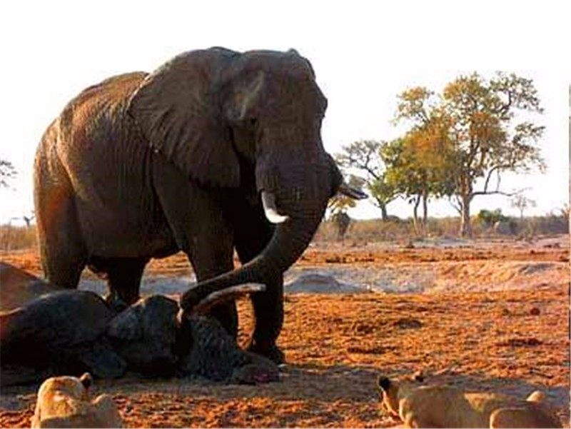 ‘ayx官网’越剪越显小发型22款(图2) 爱游戏(ayx)中国官方网站