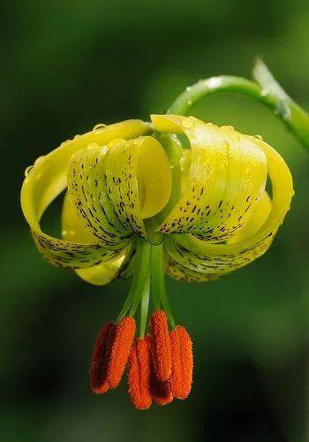 【ayx官方网站】
二战时乌克兰为何接待入侵的德军?(图2) ayx官网