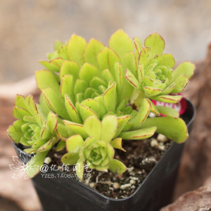 温格千场秀0∶6惨败切尔西 未出席赛后发布会恐遭处罚【ayx官方网站】(图4) ayx官方网站