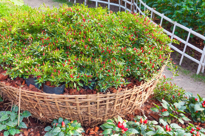 【爱游戏（ayx）中国官方网站】
BOPET：市场利好支撑尚可 BOPET或存上涨预期？