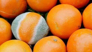 ayx官方网站|里昂门将:相信自己的队伍能够淘汰巴萨(图2) ayx官网